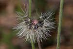 Common Leopardbane